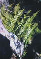 Polystichum falcinellum #63.jpg