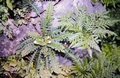 Asplenium lolegnamense #53.jpg
