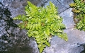 Asplenium marinum #27.jpg