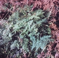 Dryopteris aemula #25.jpg