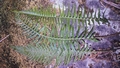 Polystichum � maderense #28.jpg
