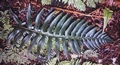 Polystichum � maderense  #44.jpg