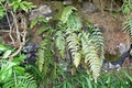 Asplenium aethiopicum #40.jpg