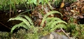 Asplenium monanthes #13.jpg