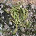 Asplenium trichomanes #12.jpg