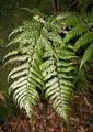 Polystichum drepanum #06.jpg