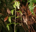 Woodwardia radicans #07.jpg