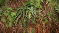 Asplenium anceps.jpg