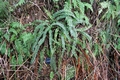 Asplenium anceps #094.jpg