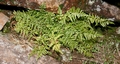 Asplenium billottii #097.jpg