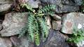 Asplenium lolegnamense.jpg