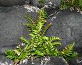 Asplenium marinum.jpg