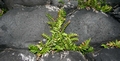 Asplenium marinum  #025.jpg
