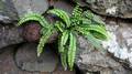 Asplenium trichomanes.jpg