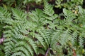 Culcita macrocarpa #060.jpg