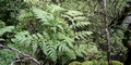 Culcita macrocarpa #064.jpg