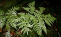 Culcita macrocarpa #128.jpg