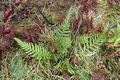 Dicksonia antarctica #033.jpg
