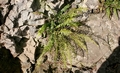 Doodia species #101.jpg