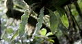 Elaphoglossum semicylindricum #130.jpg