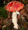 Fly agaric #103.jpg