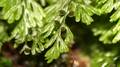 Hymenophyllum tunbrigense 1.jpg