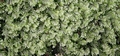 Hymenophyllum wilsonii #046.jpg
