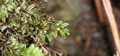 Hymenophyllum wilsonii #069.jpg