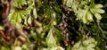 Hymenophyllum wilsonii #142.jpg