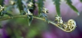 Pityrogramma calomelanos  #099.jpg