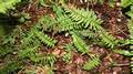 Polypodium (not macaronesium).jpg