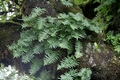 Polypodium macaronesium  #057.jpg