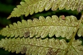 Stegnogramma pozoi #124.jpg