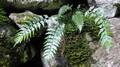 Asplenium aethiopicum.jpg