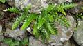 Asplenium lolegnamense 1.jpg