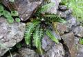 Asplenium lolegnamense 2.jpg