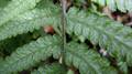 Deparia petersenii frond.jpg