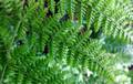 Dryopteris maderensis frond 1.jpg