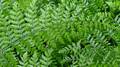 Dryopteris maderensis frond 2.jpg