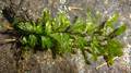 Hymenophyllum x 06.jpg