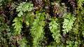Hymenophyllum x 10.jpg