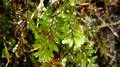 Hymenophyllum x 16.jpg