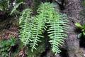 Polypodium macronesicum.jpg