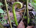 Pteris incompleta crozier.jpg