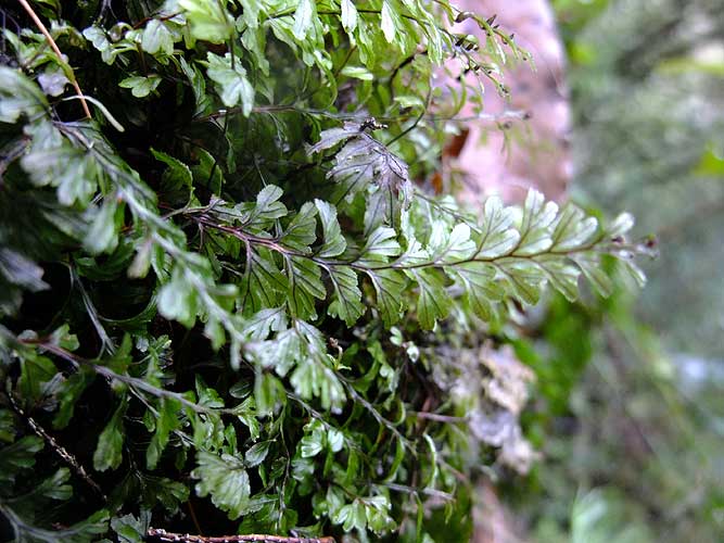 n_hymenophyllum_maderense_01.jpg