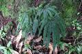 Adiantum-hispidulum-01.jpg