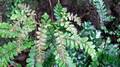 Adiantum-hispidulum-02.jpg