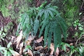Adiantum hispidulum #078.jpg