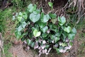 Adiantum reniforme #034.jpg