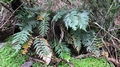 Asplenium aethiopicum #038.jpg